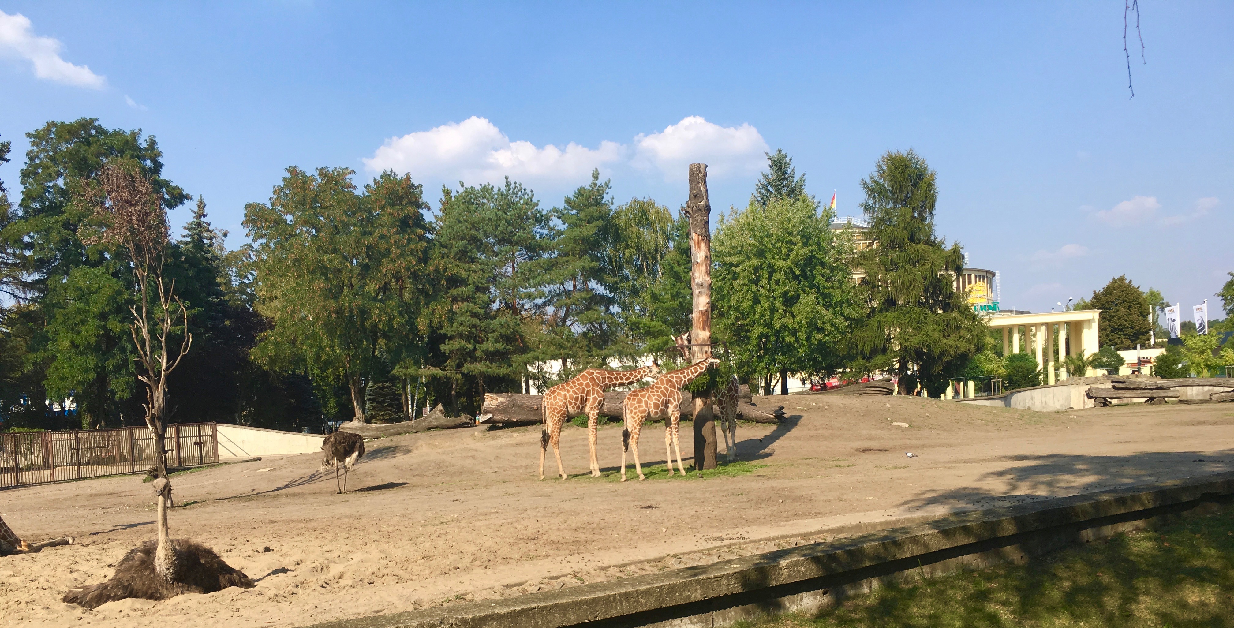 Zoo we Wrocławiu